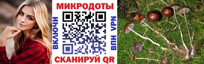 Псилоцибиновые грибы Psilocybine cubensis  Купить где  Короча 